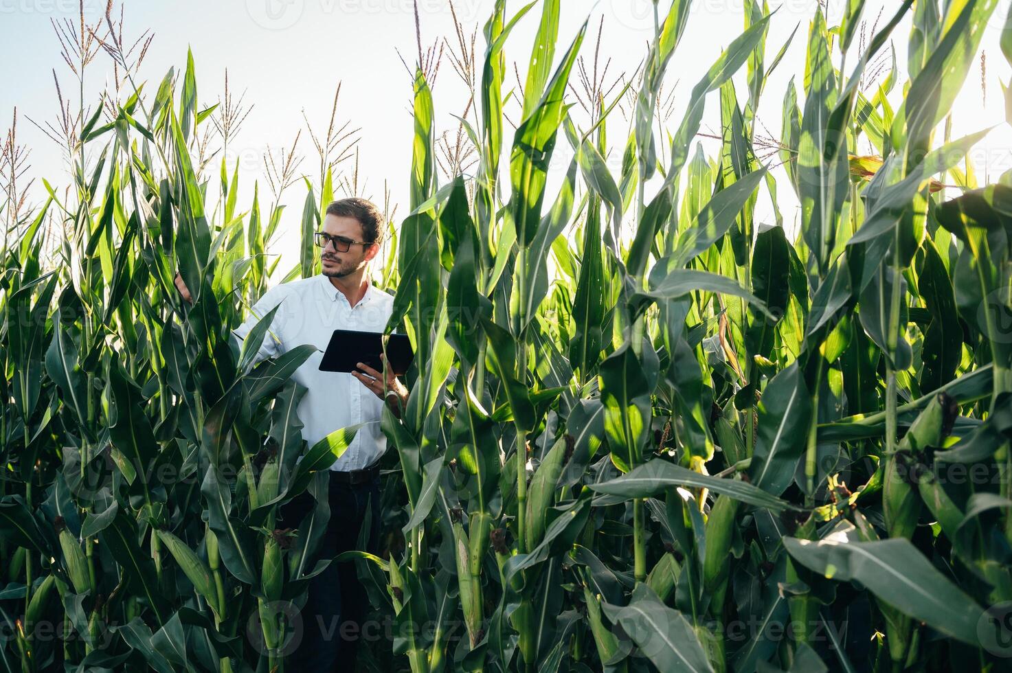 Agronomist holds tablet touch pad computer in the corn field and examining crops before harvesting. Agribusiness concept. agricultural engineer standing in a corn field with a tablet in summer. photo