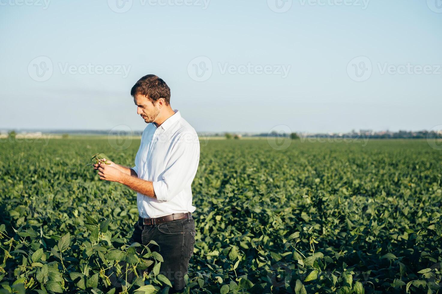 Agronomist holds tablet touch pad computer in the soy field and examining crops before harvesting. Agribusiness concept. agricultural engineer standing in a soy field with a tablet in summer. photo