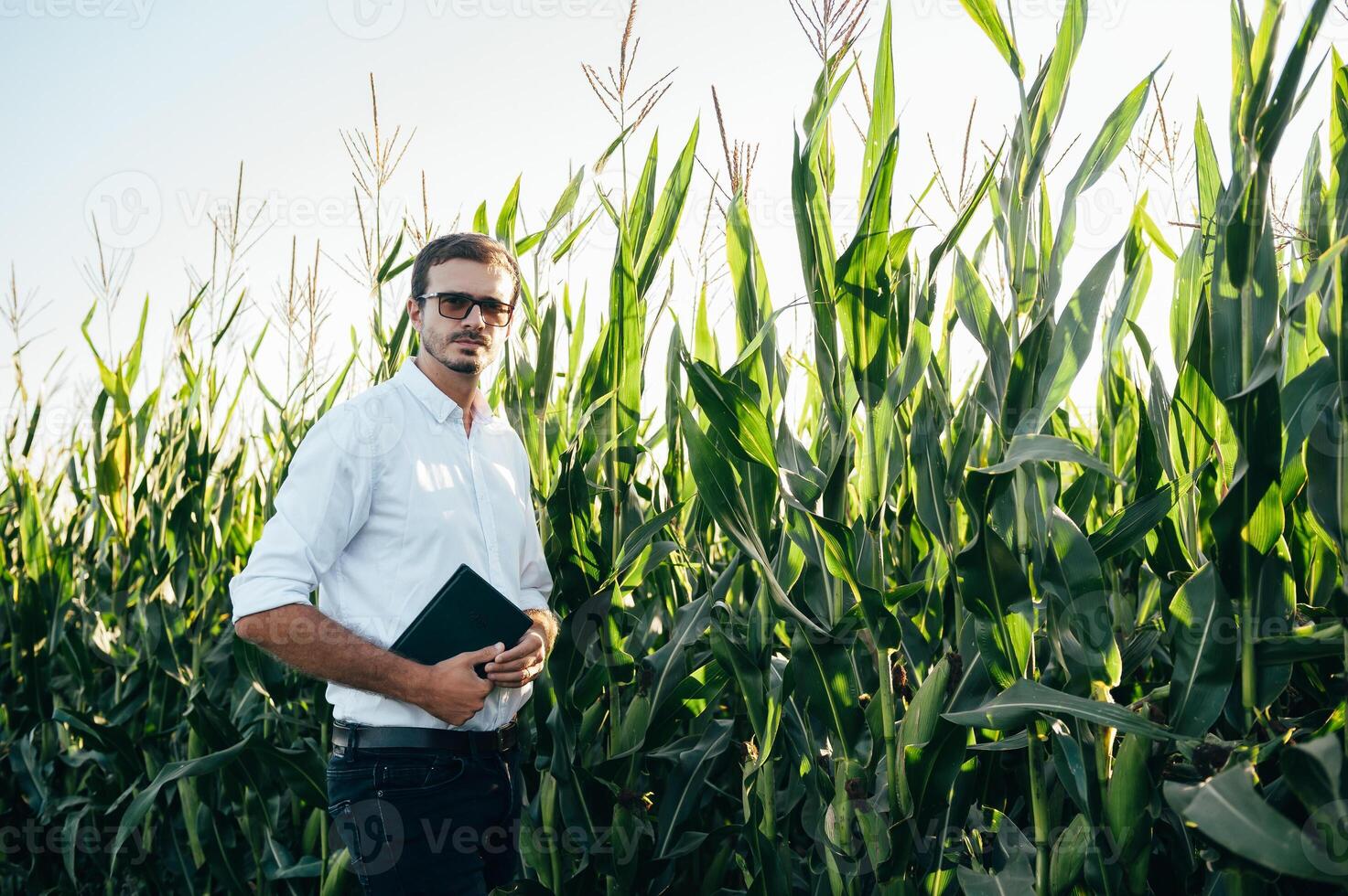 Agronomist holds tablet touch pad computer in the corn field and examining crops before harvesting. Agribusiness concept. agricultural engineer standing in a corn field with a tablet in summer. photo