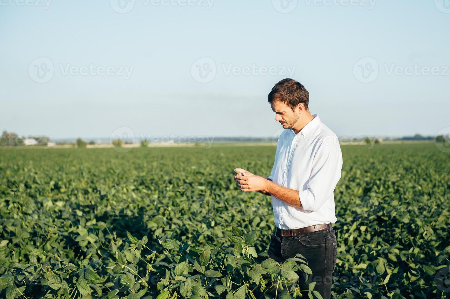 Agronomist holds tablet touch pad computer in the soy field and examining crops before harvesting. Agribusiness concept. agricultural engineer standing in a soy field with a tablet in summer. photo