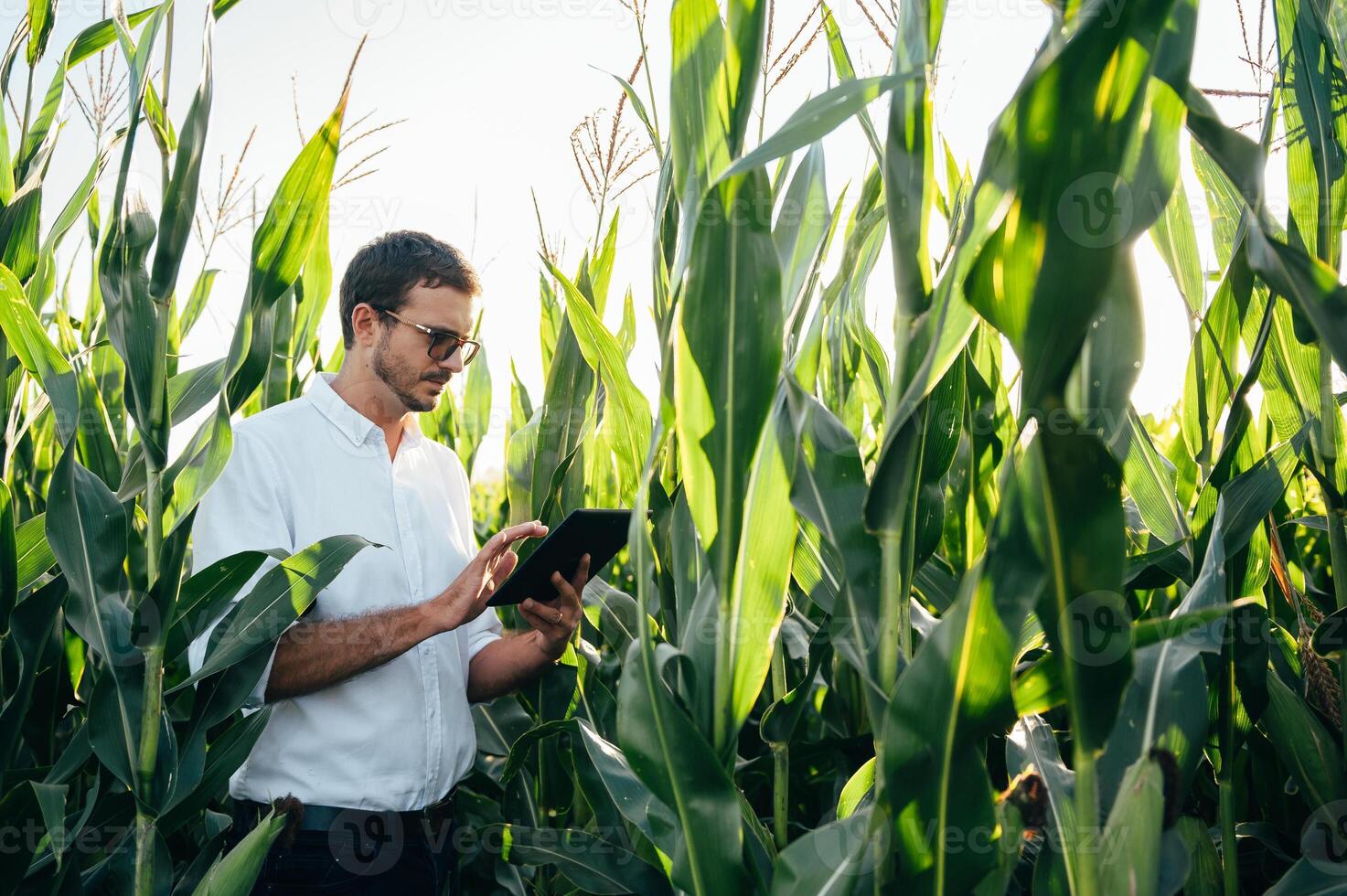 Agronomist holds tablet touch pad computer in the corn field and examining crops before harvesting. Agribusiness concept. agricultural engineer standing in a corn field with a tablet in summer. photo