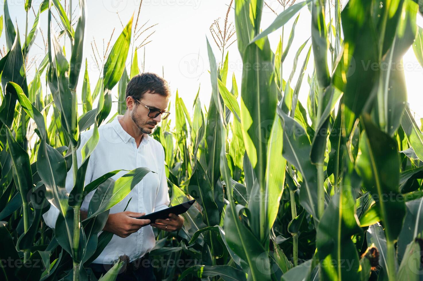 Agronomist holds tablet touch pad computer in the corn field and examining crops before harvesting. Agribusiness concept. agricultural engineer standing in a corn field with a tablet in summer. photo