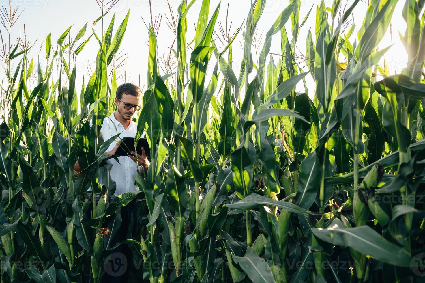 Agronomist holds tablet touch pad computer in the corn field and examining crops before harvesting. Agribusiness concept. agricultural engineer standing in a corn field with a tablet in summer. photo