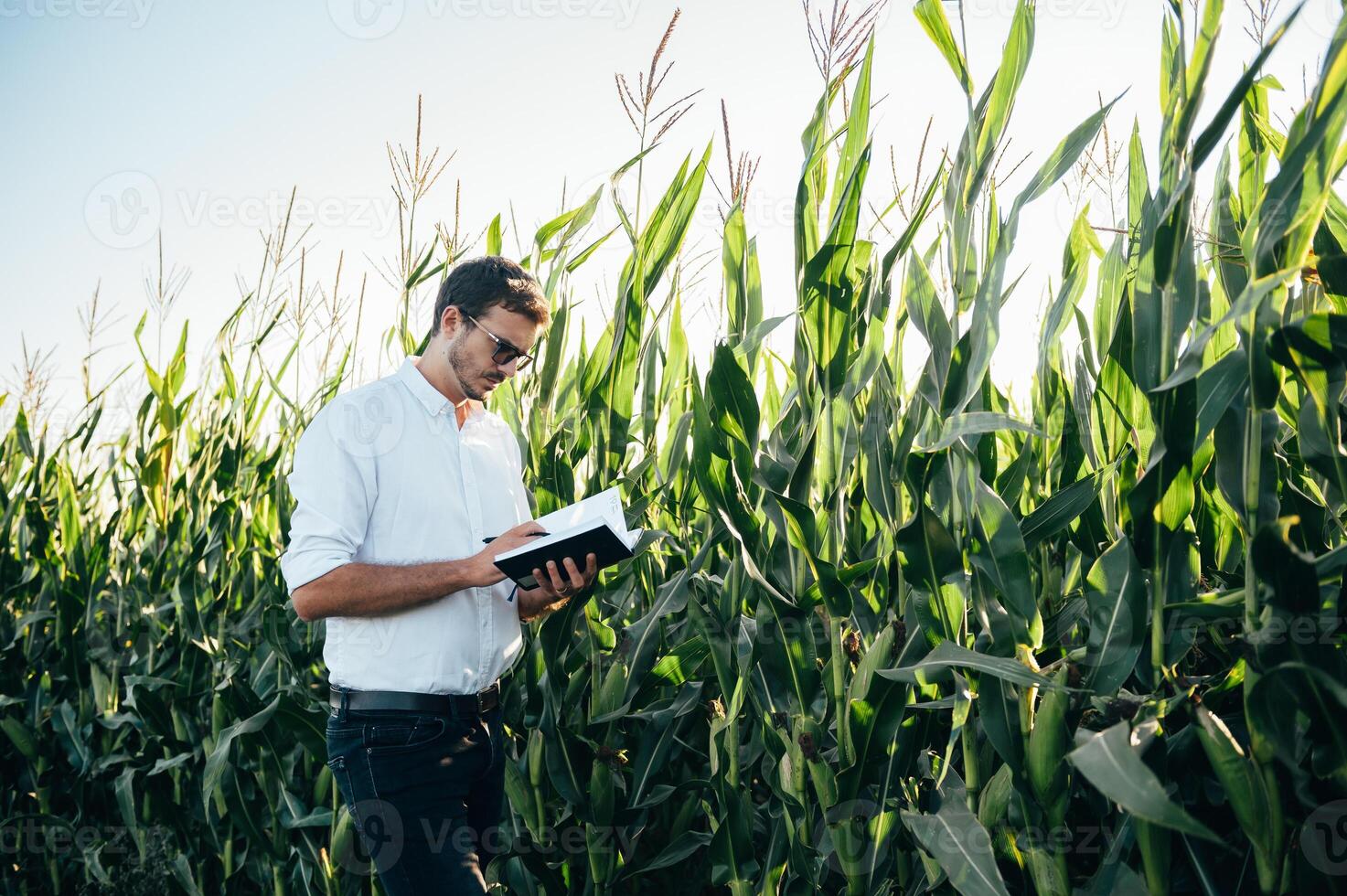Agronomist holds tablet touch pad computer in the corn field and examining crops before harvesting. Agribusiness concept. agricultural engineer standing in a corn field with a tablet in summer. photo