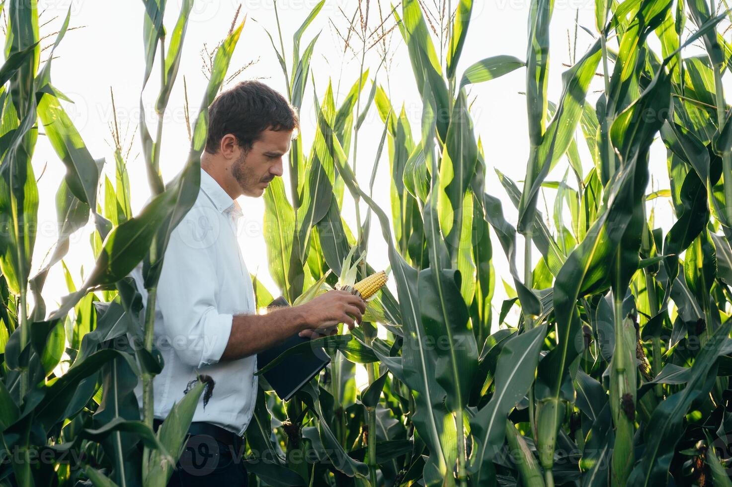 Agronomist holds tablet touch pad computer in the corn field and examining crops before harvesting. Agribusiness concept. agricultural engineer standing in a corn field with a tablet in summer. photo
