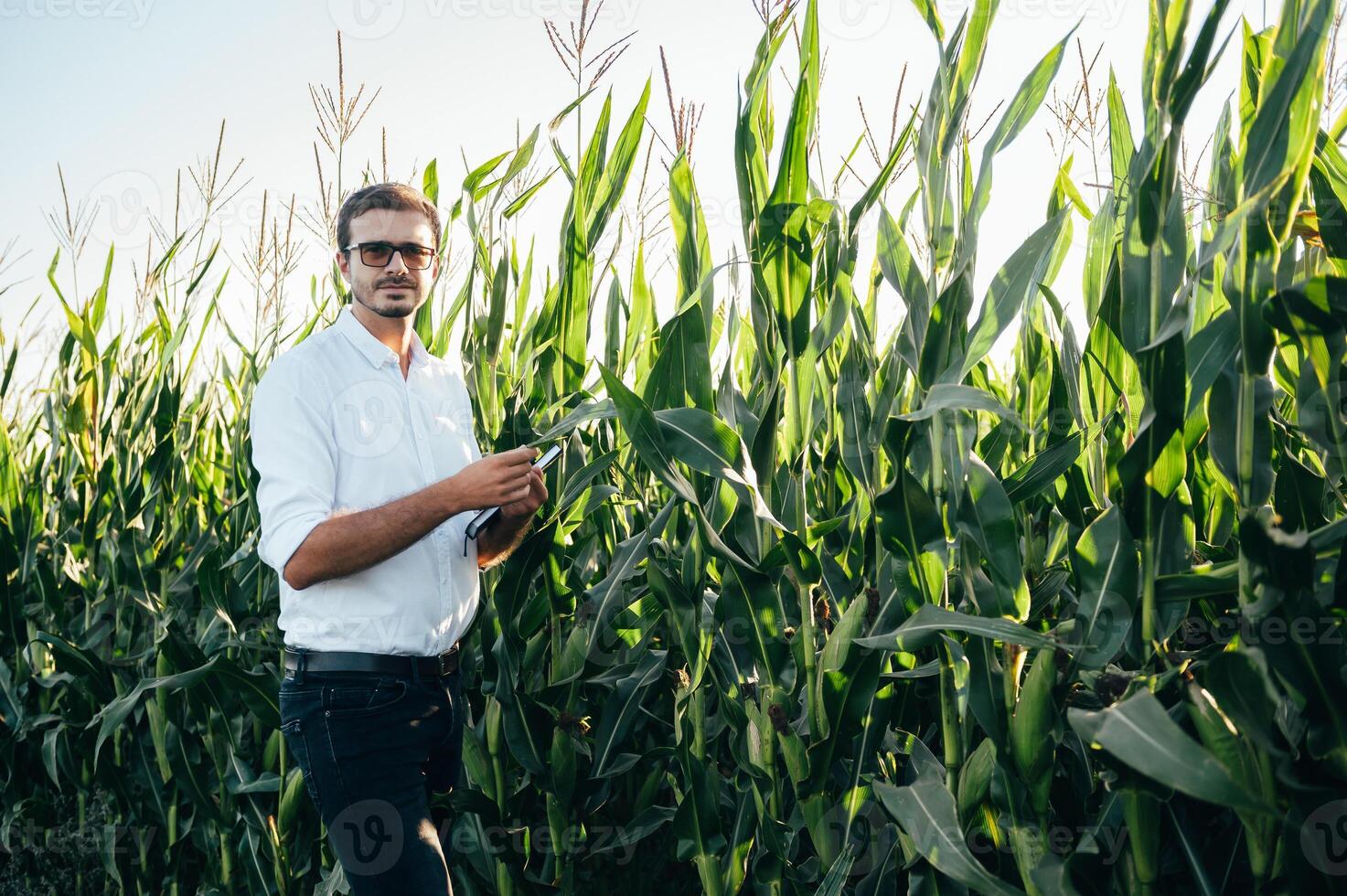 Agronomist holds tablet touch pad computer in the corn field and examining crops before harvesting. Agribusiness concept. agricultural engineer standing in a corn field with a tablet in summer. photo