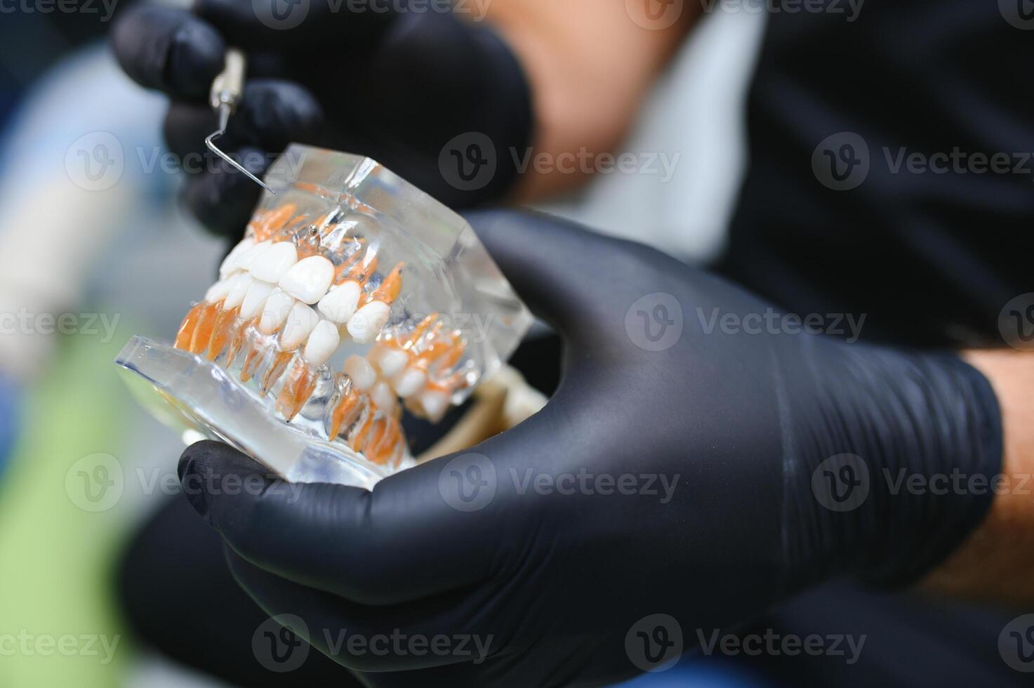 doctor holds human jaw model in hand photo