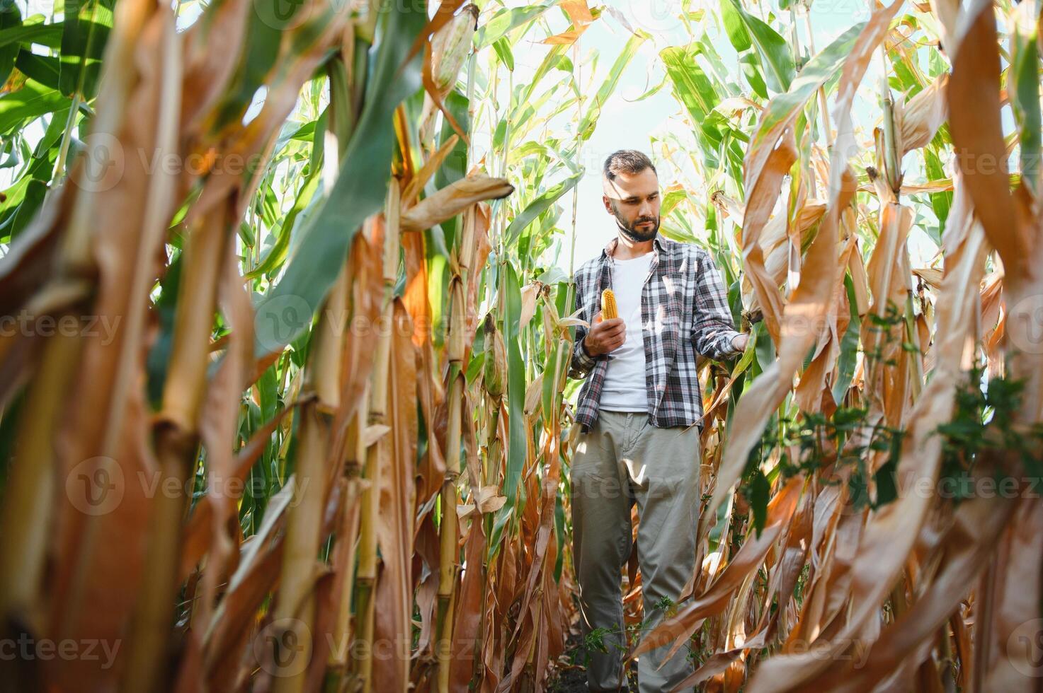 successful agriculturist in field of corn photo