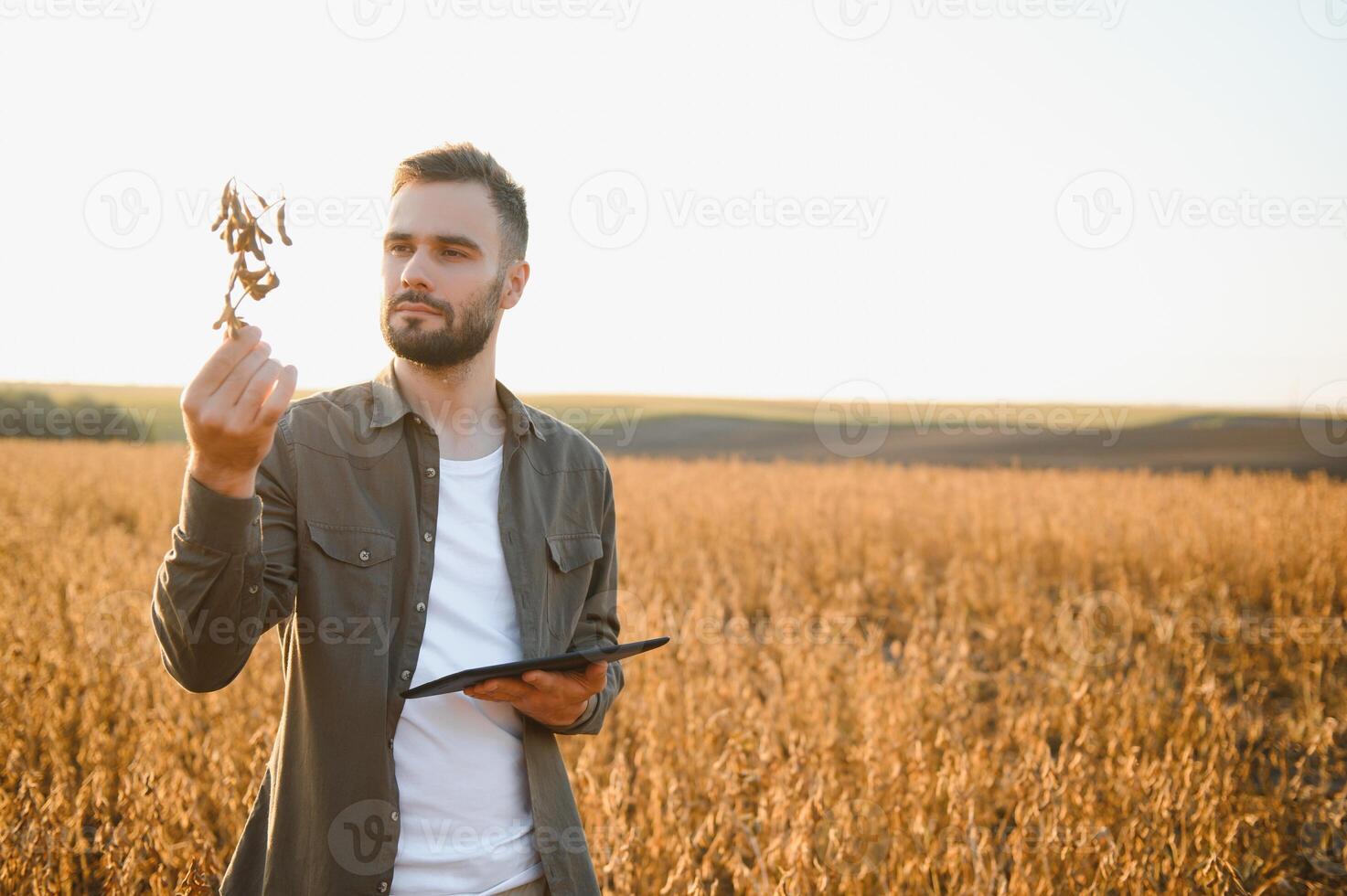 Agronomist inspects soybean crop in agricultural field - Agro concept - farmer in soybean plantation on farm. photo