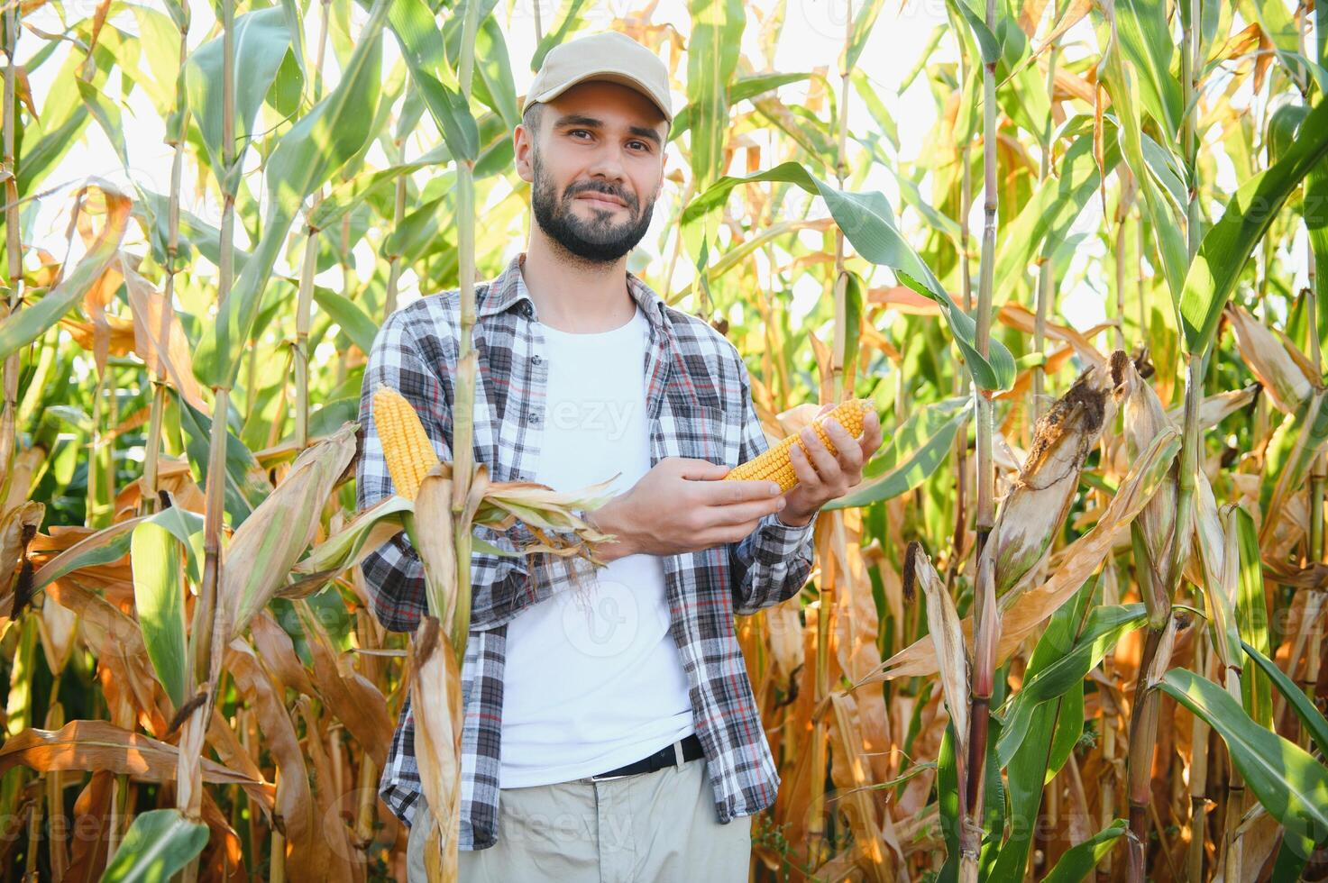 A man inspects a corn field and looks for pests. Successful farmer and agro business. photo