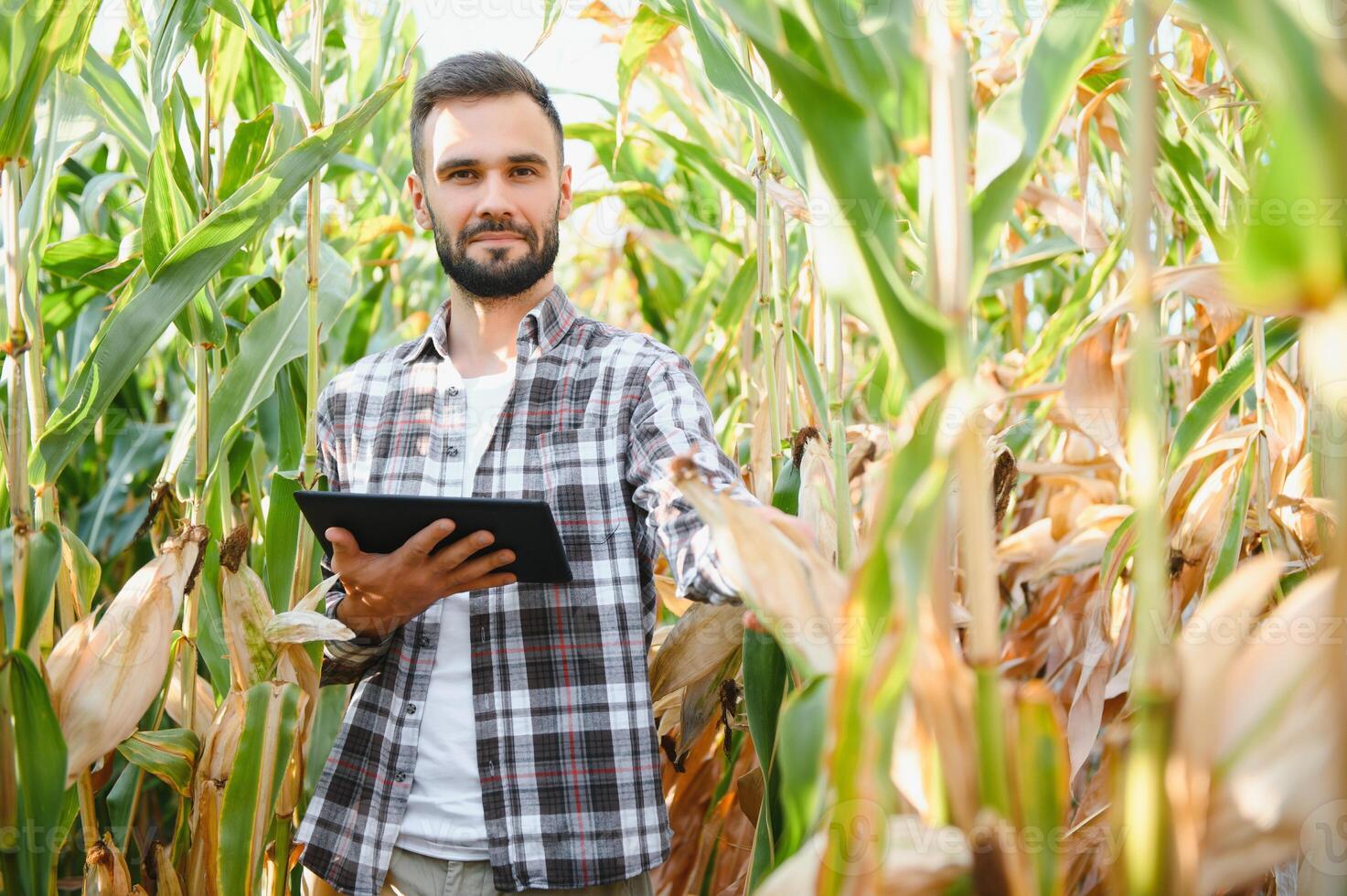 agricultor, empresario en maíz campo, trabajos usos tableta computadora. masculino granjero con digital tableta trabajos en maíz campo. foto