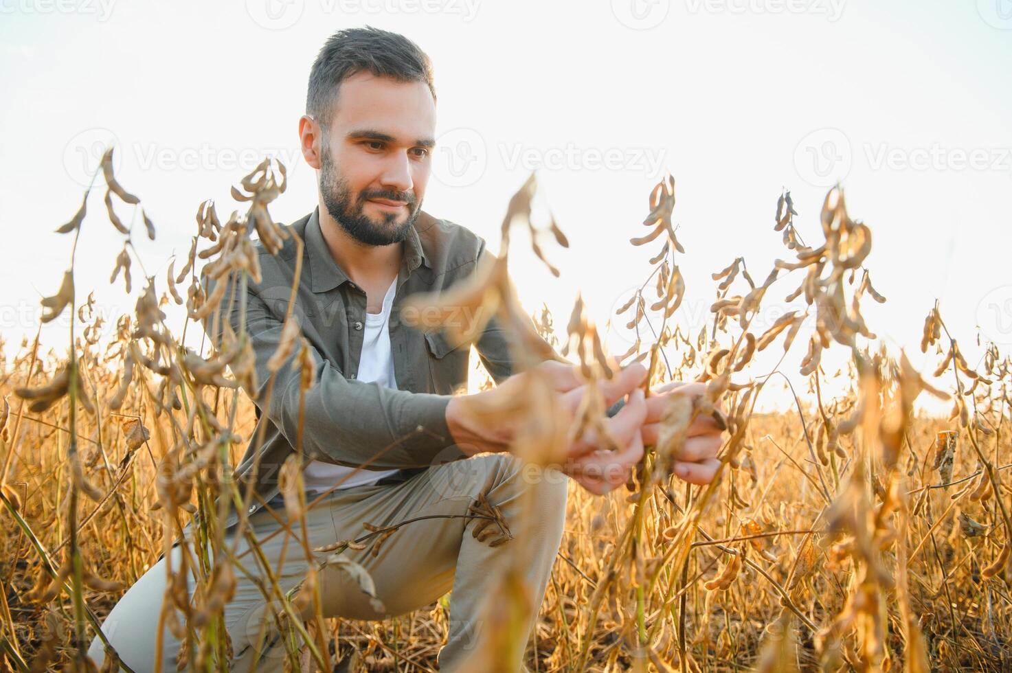 Agronomist inspects soybean crop in agricultural field - Agro concept - farmer in soybean plantation on farm. photo