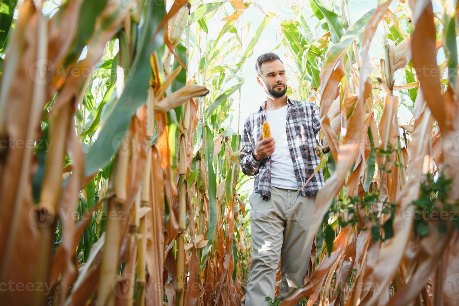 un masculino granjero o agrónomo es trabajando en un maíz campo. el concepto de agricultura foto