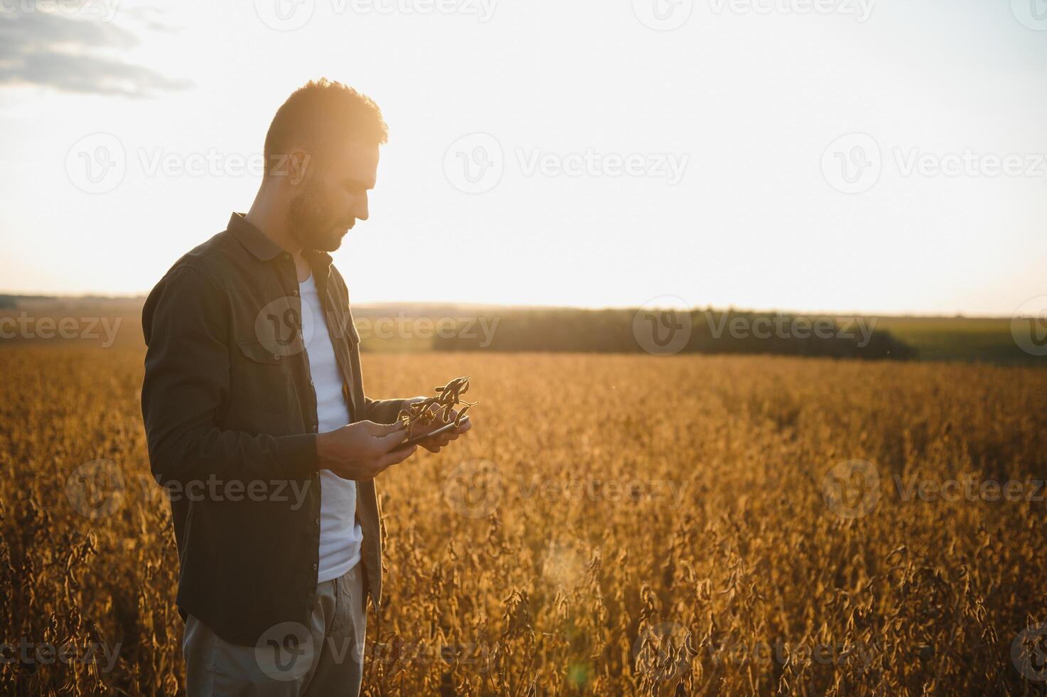 Agronomist inspects soybean crop in agricultural field - Agro concept - farmer in soybean plantation on farm. photo