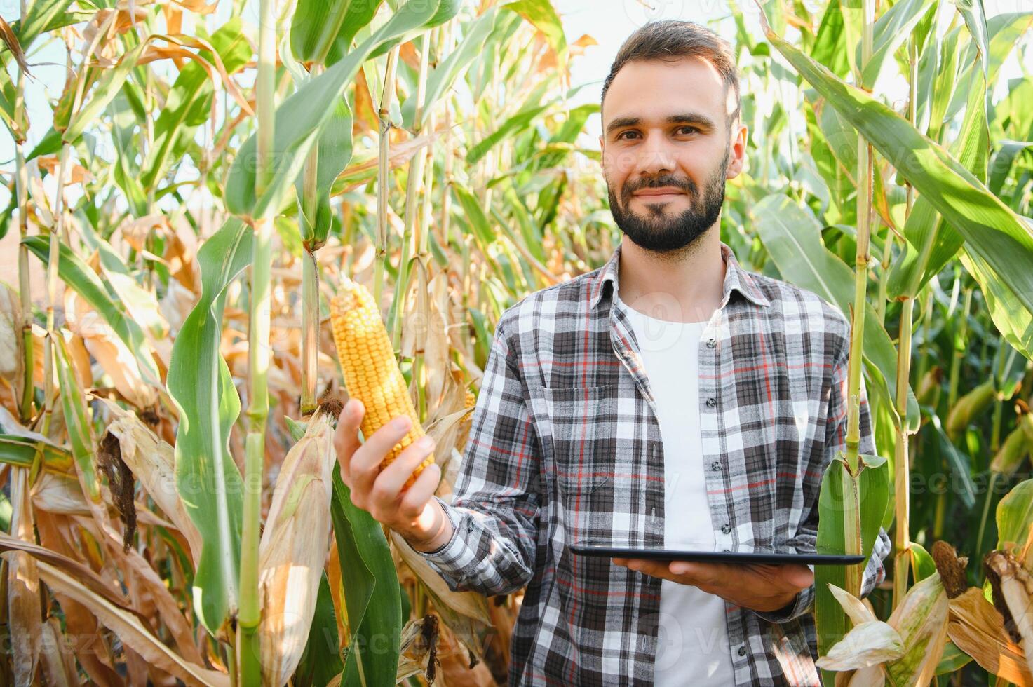 Farmer, businessman in corn field, works uses tablet computer. Male farmer with digital tablet works in corn field. photo