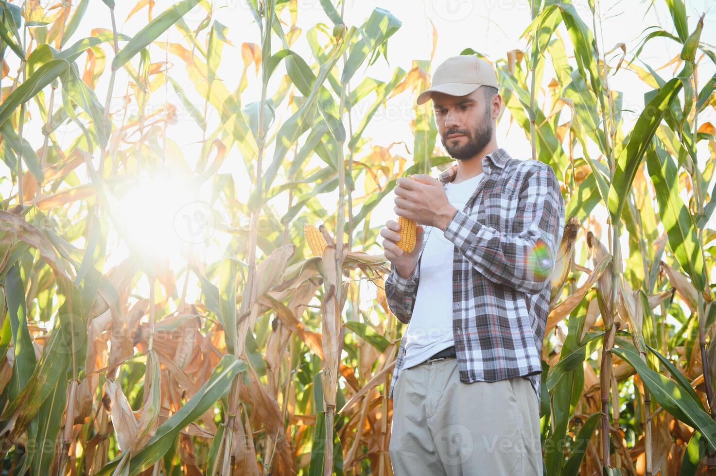 Farmer inspecting the years maize or sweetcorn harvest. photo