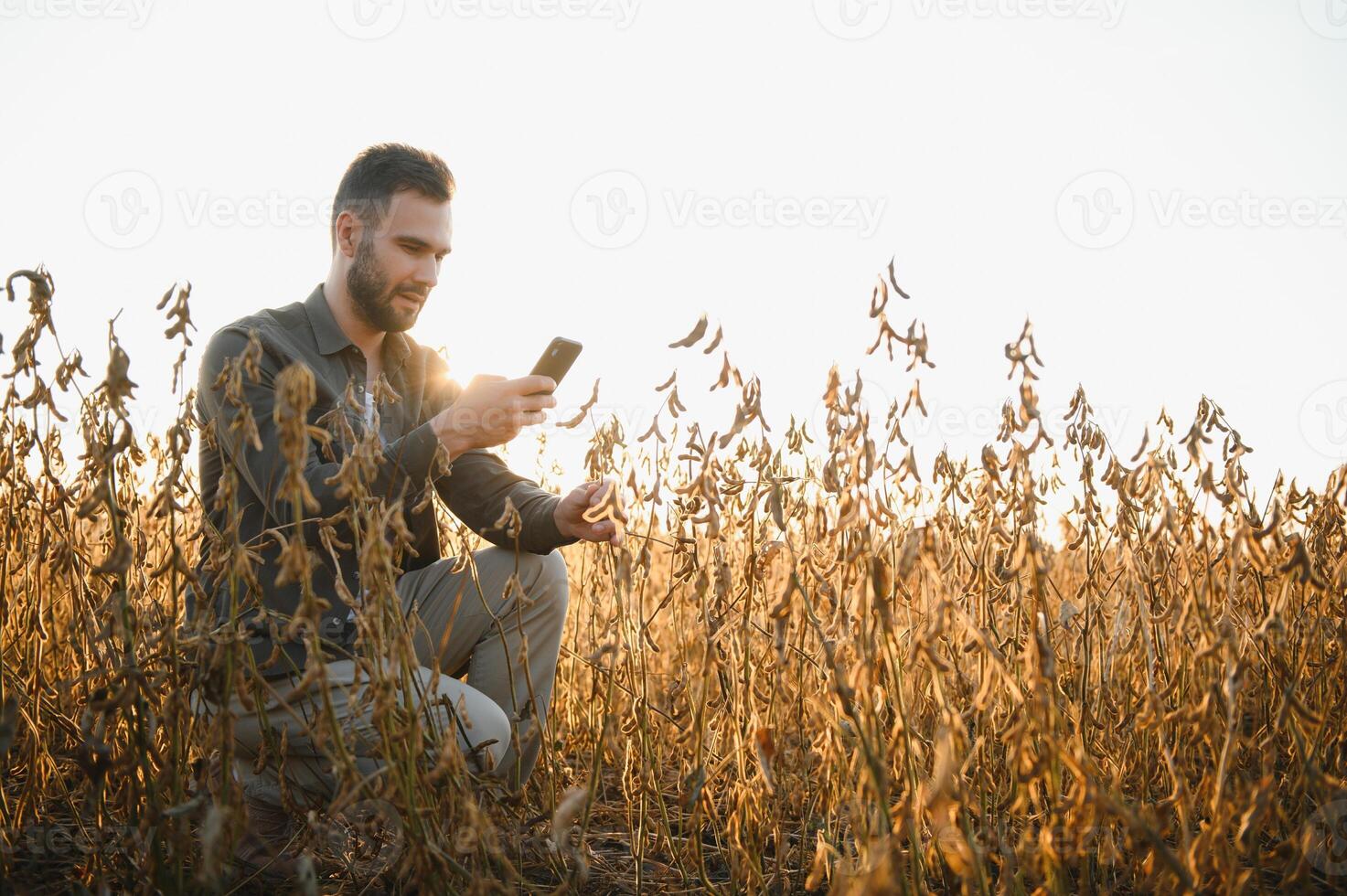 Agronomist inspects soybean crop in agricultural field - Agro concept - farmer in soybean plantation on farm. photo