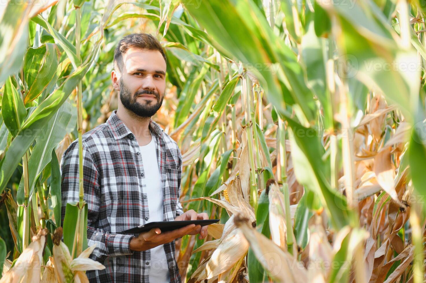 Yong handsome agronomist in the corn field and examining crops before harvesting. Agribusiness concept. agricultural engineer standing in a corn field photo