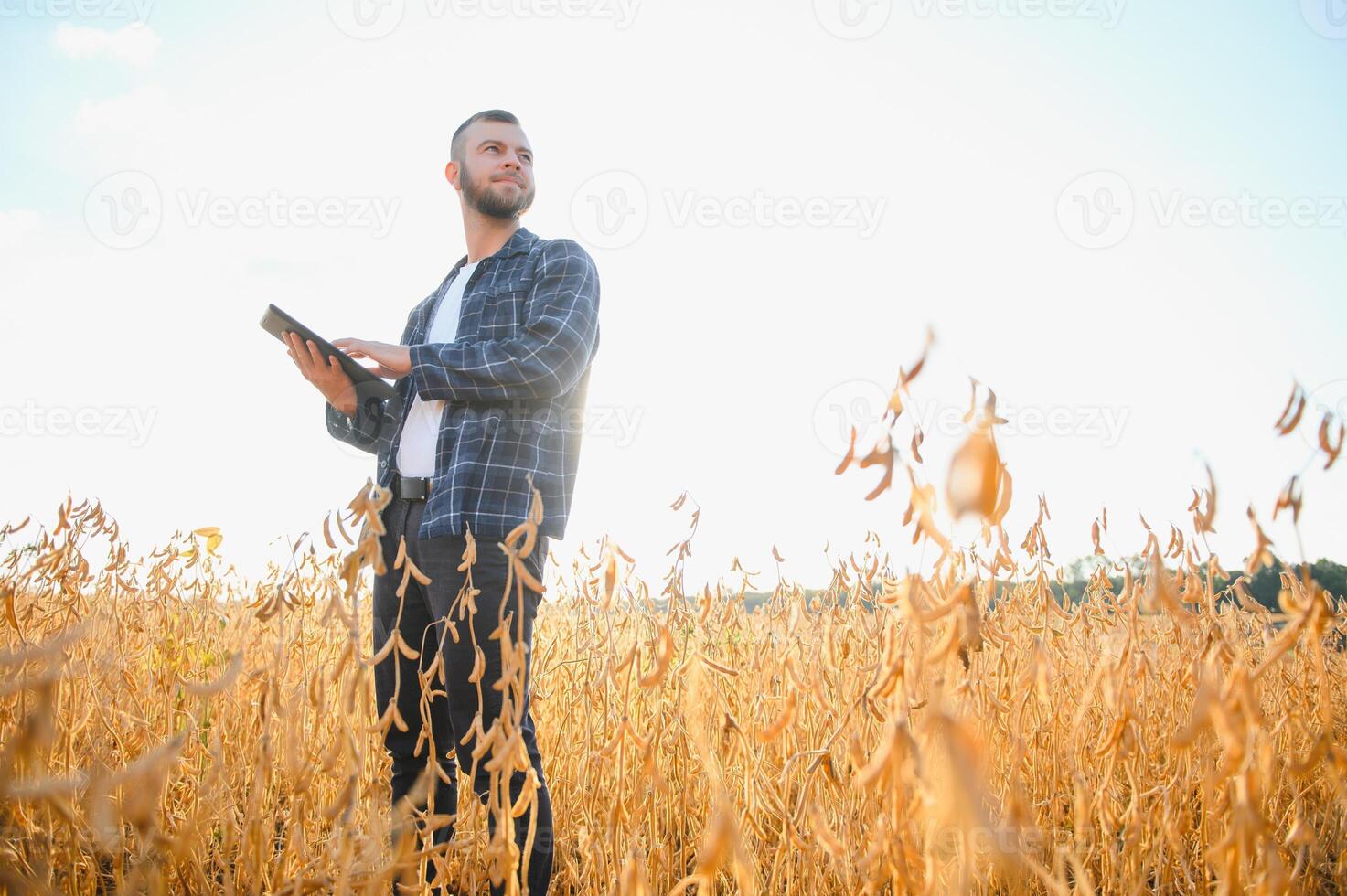 Young agronomist holds tablet touch pad computer in the soy field and examining crops before harvesting. Agribusiness concept. agricultural engineer standing in a soy field with a tablet. photo