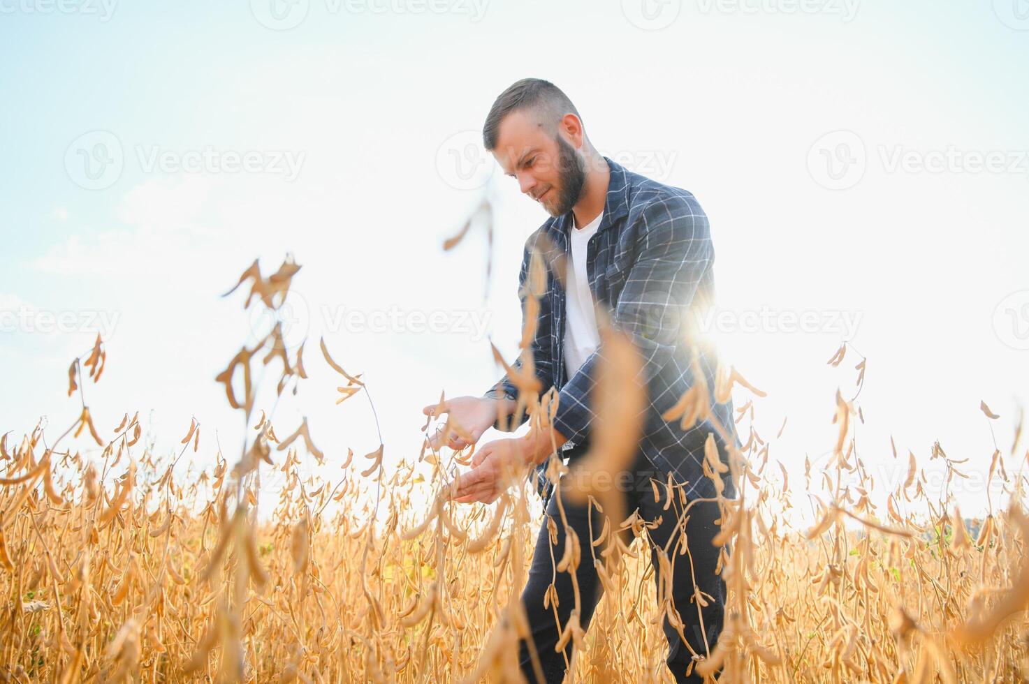 farmer agronomist in soybean field checking crops. Organic food production and cultivation photo