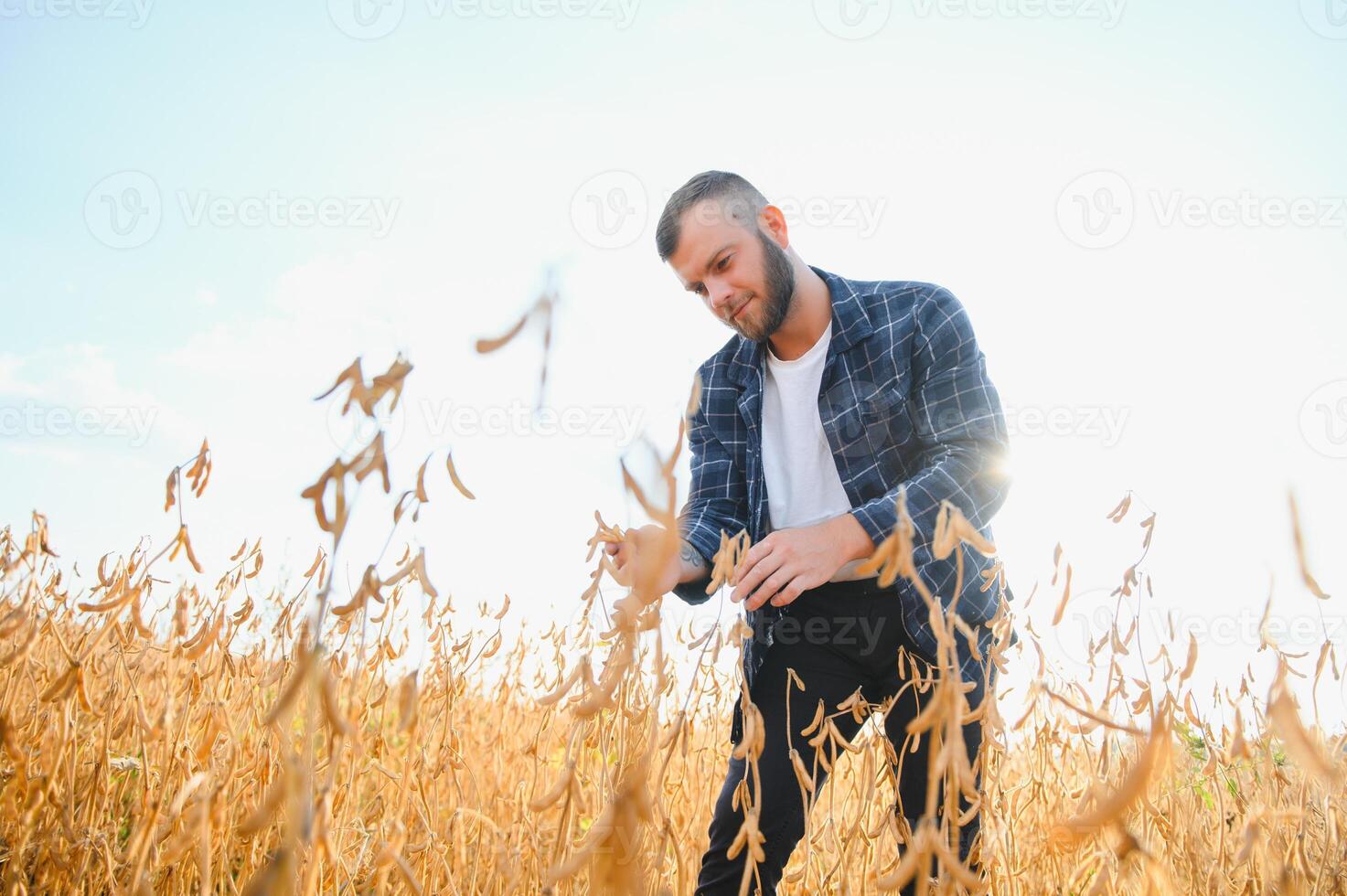 Agronomist inspecting soya bean crops growing in the farm field. Agriculture production concept. young agronomist examines soybean crop on field. Farmer on soybean field. photo