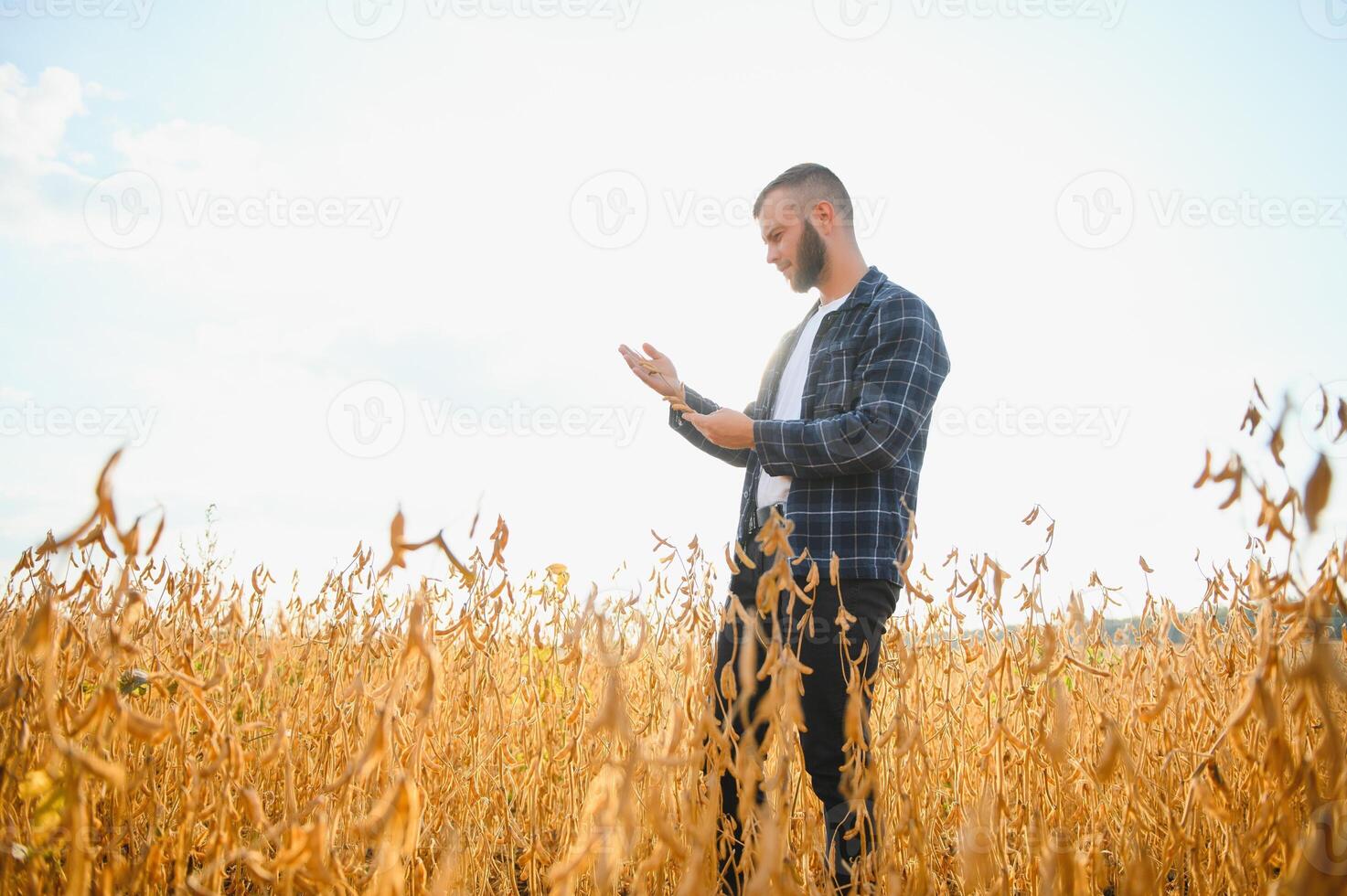 farmer agronomist in soybean field checking crops. Organic food production and cultivation photo