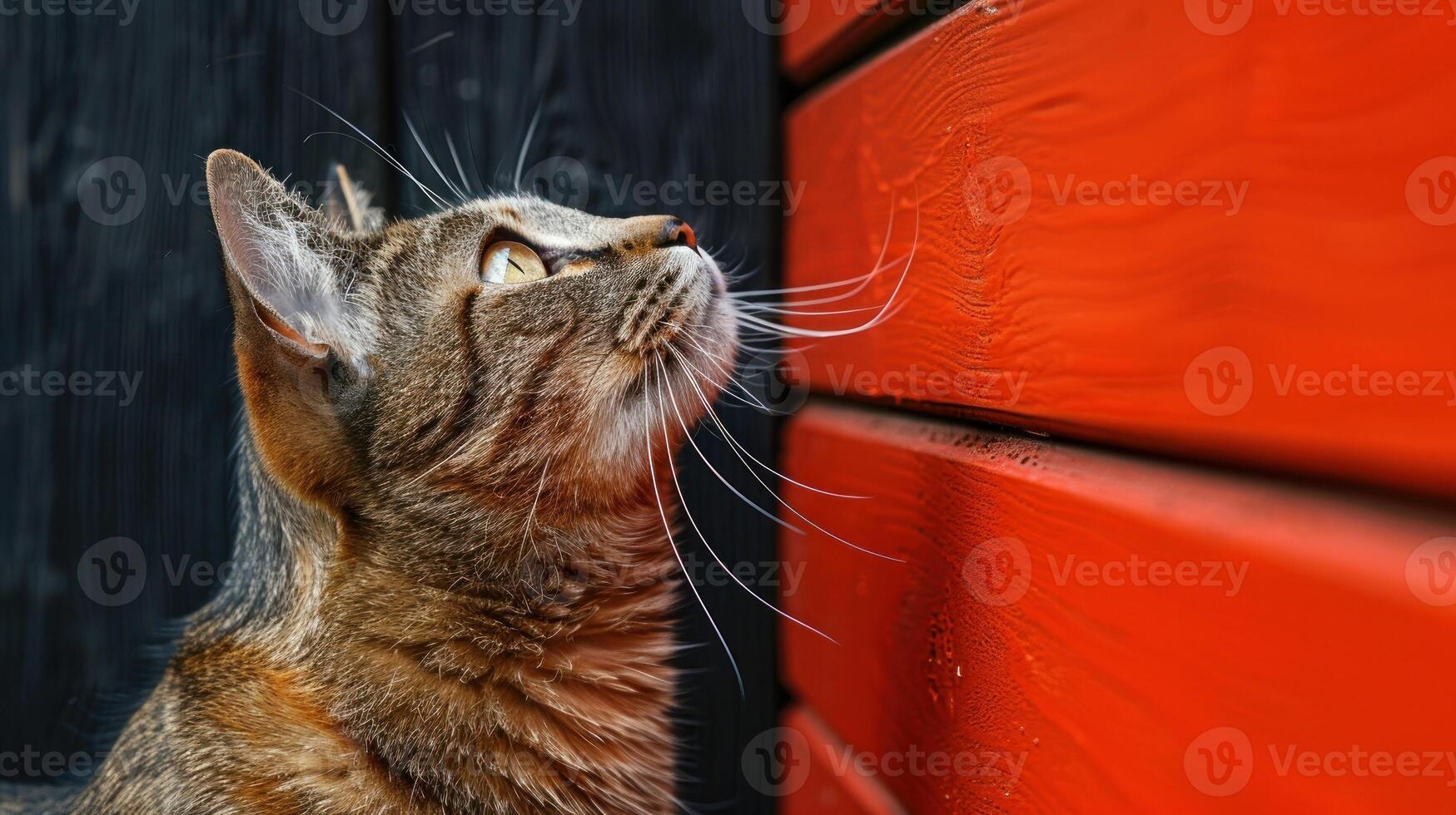 A cat is close to a wall in a detailed viewpoint photo