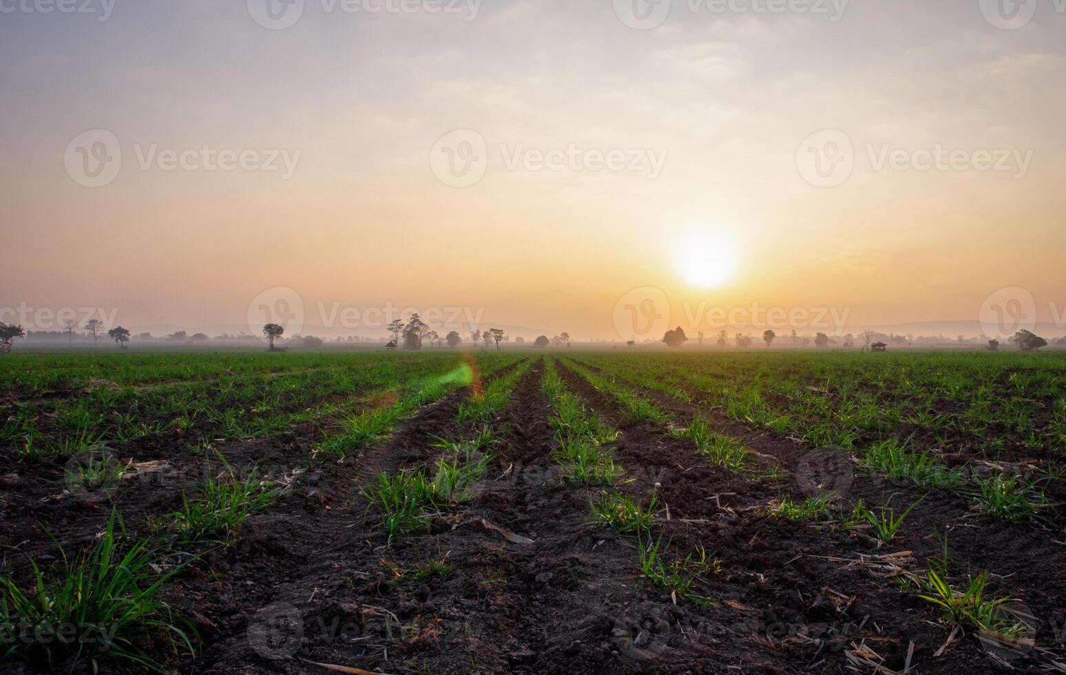 sugarcane trees and sugarcane plantations photo