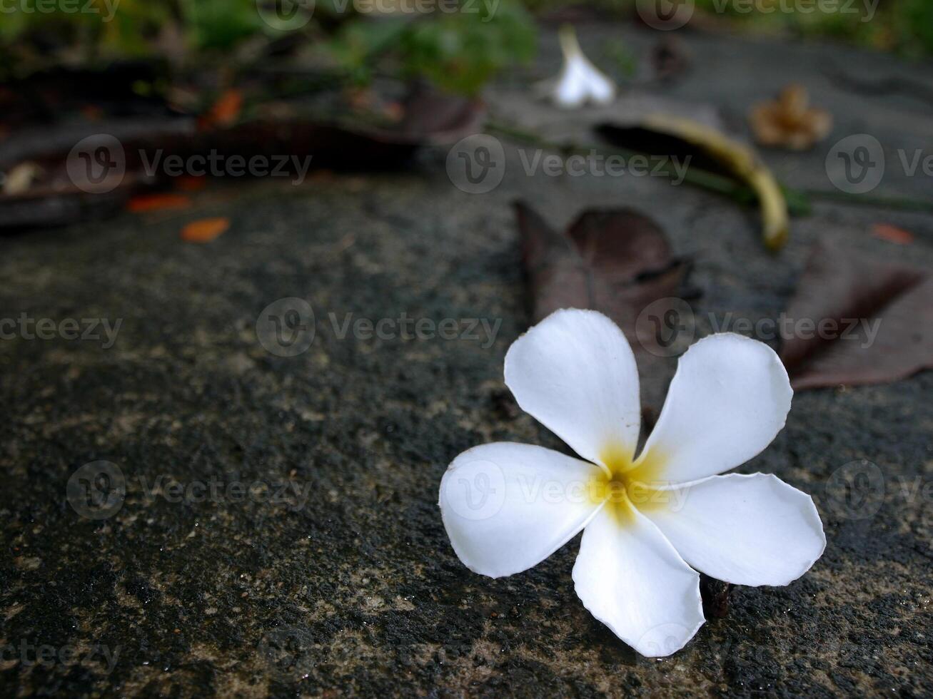 White flowers on the road. photo