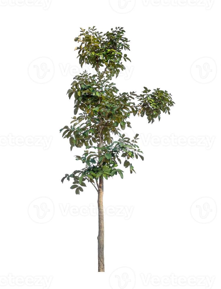 Tree that are isolated on a white background are suitable for both printing and web pages photo