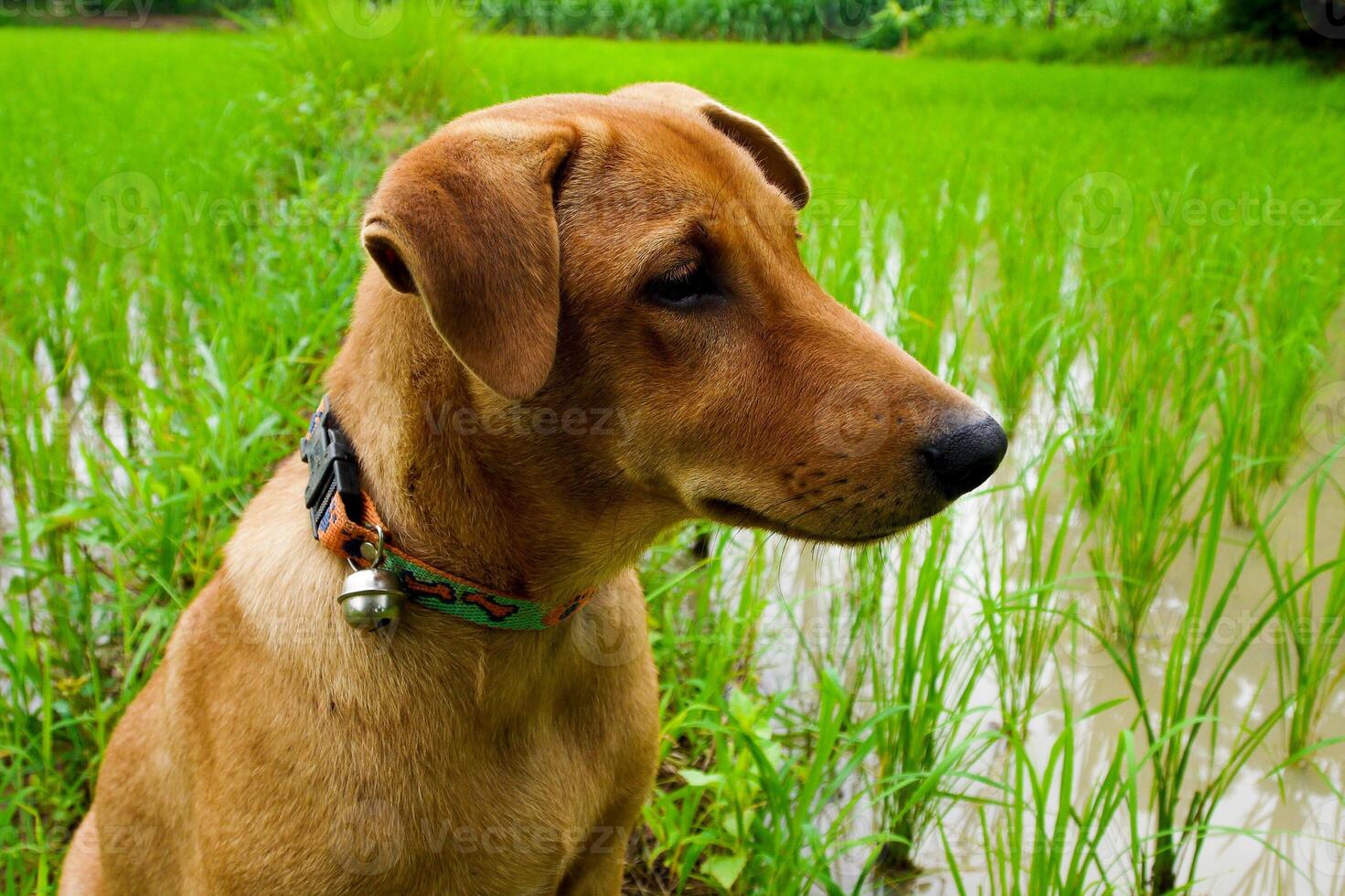 Dog sitting in green grass photo