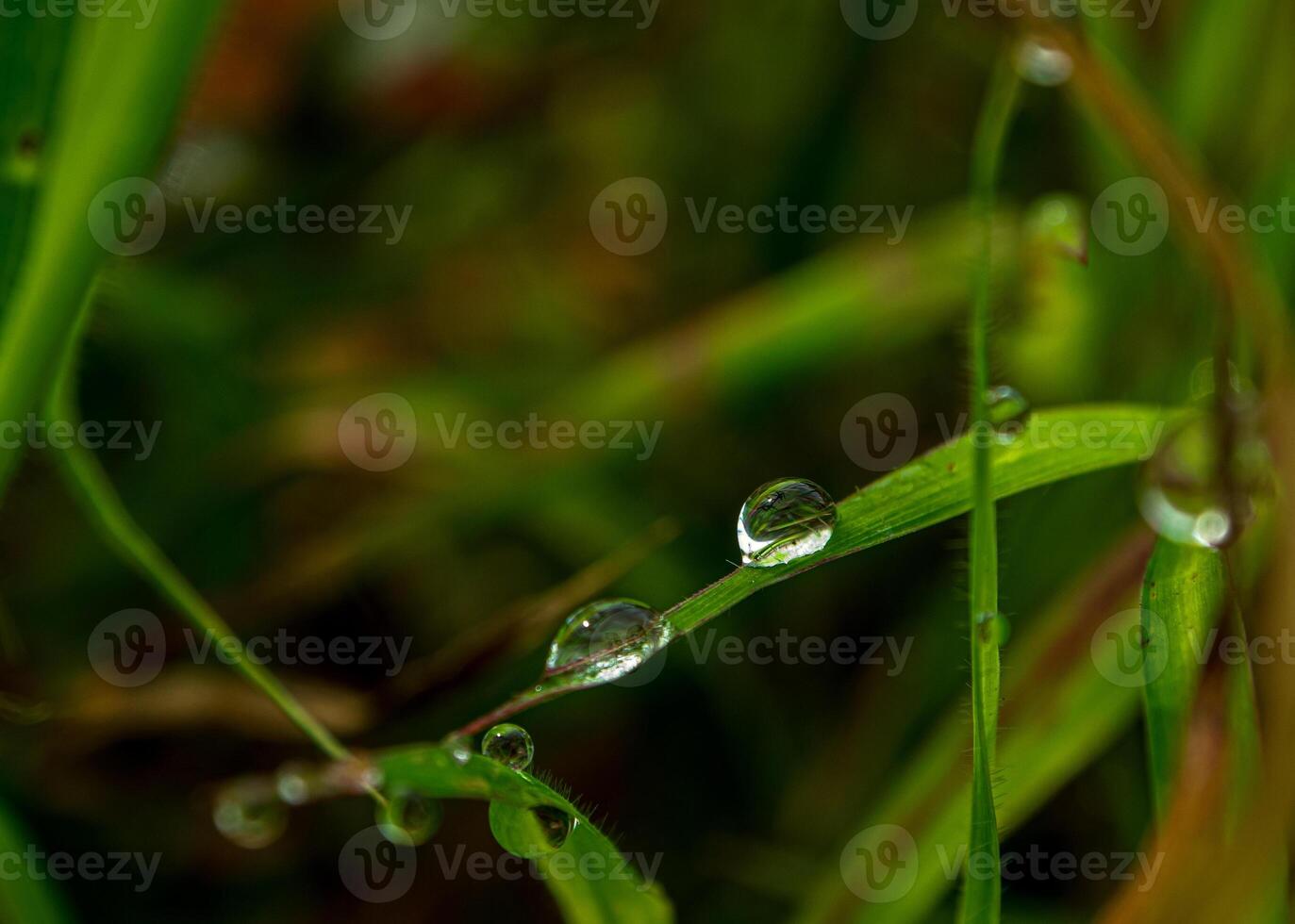 Dew drop on a blade of grass photo