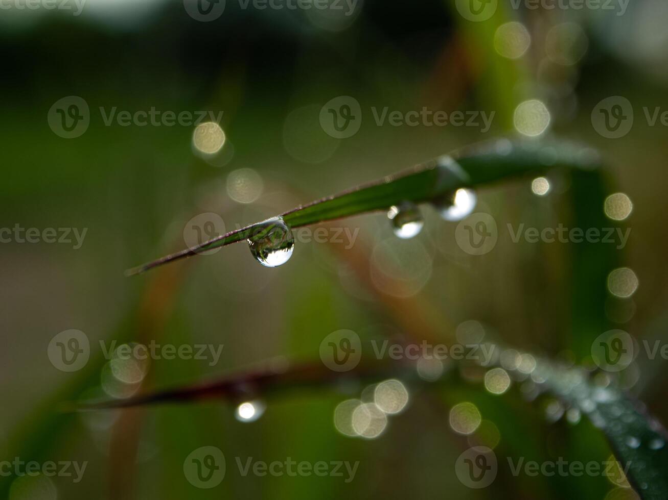 Drop of dew in morning on leaf photo