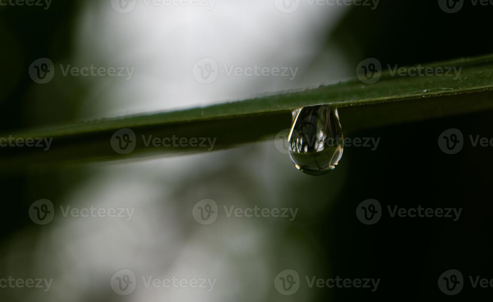 Drop of dew in morning on leaf photo