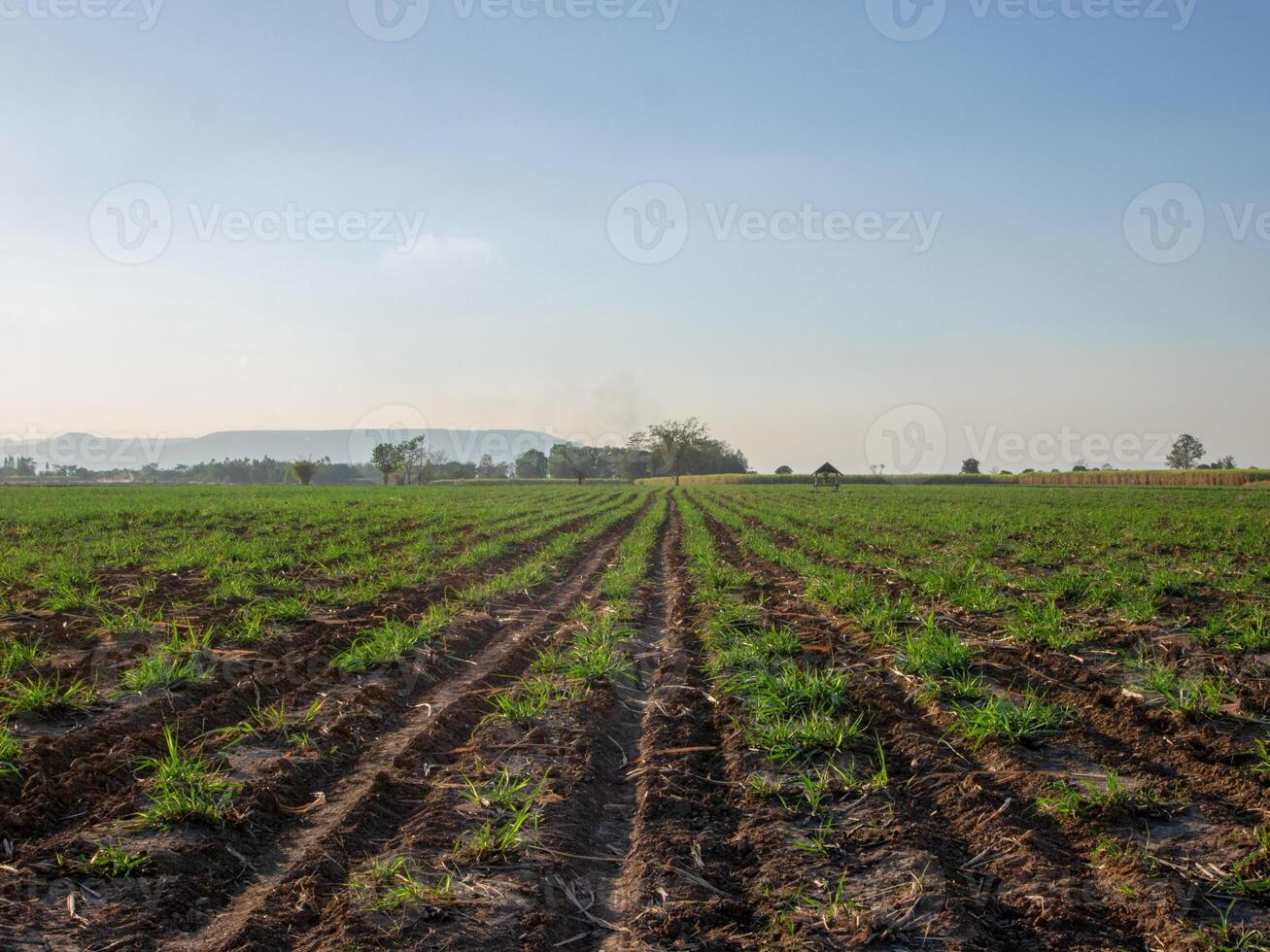 Sugarcane plantations, agricultural plants grow up photo