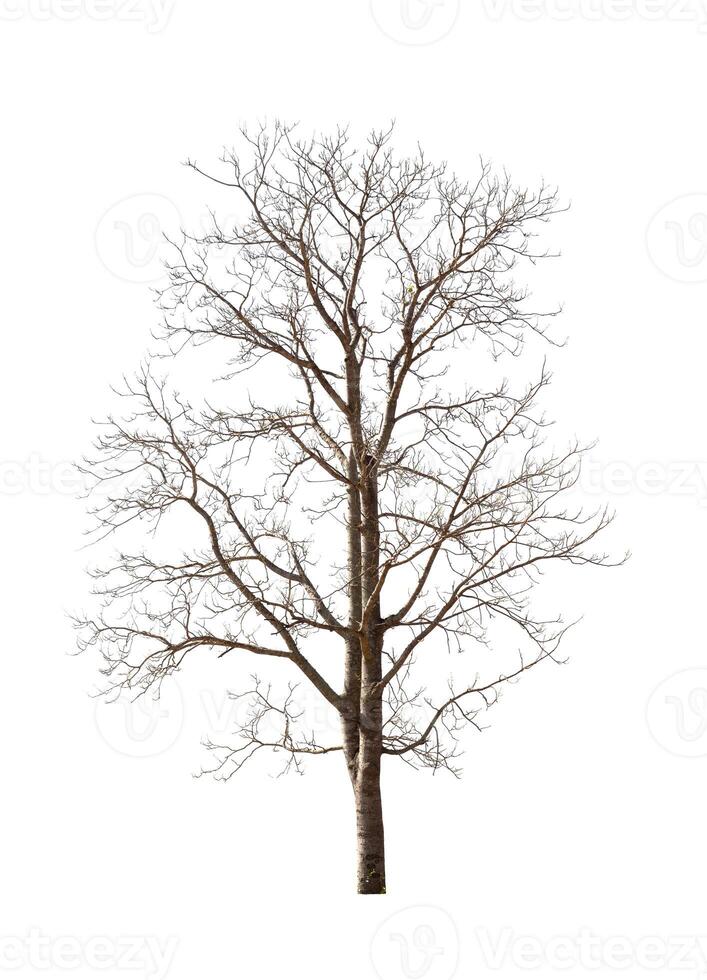 tree that are isolated on a white background are suitable for both printing and web pages photo