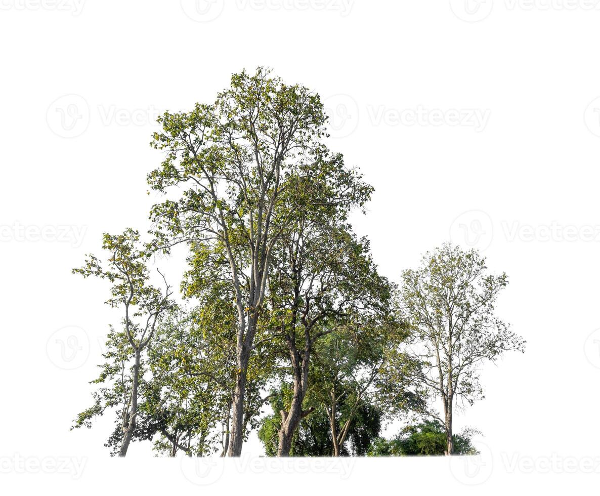 Forest in summer, high resolution on white background. photo