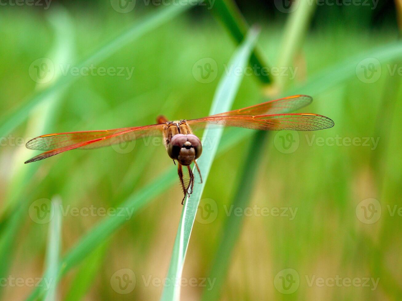 Dragonfly in a grass in the paddy field. photo