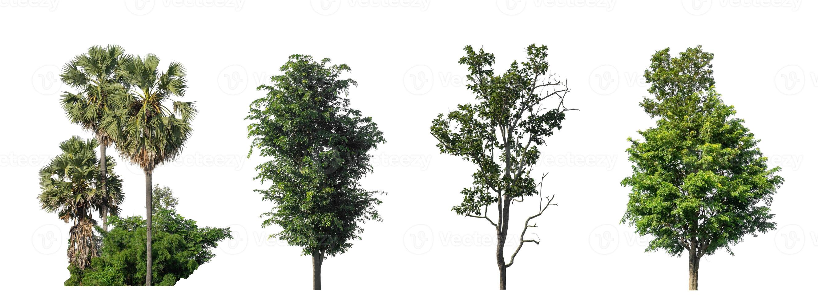 Set of Isolated trees on white background , The collection of trees photo