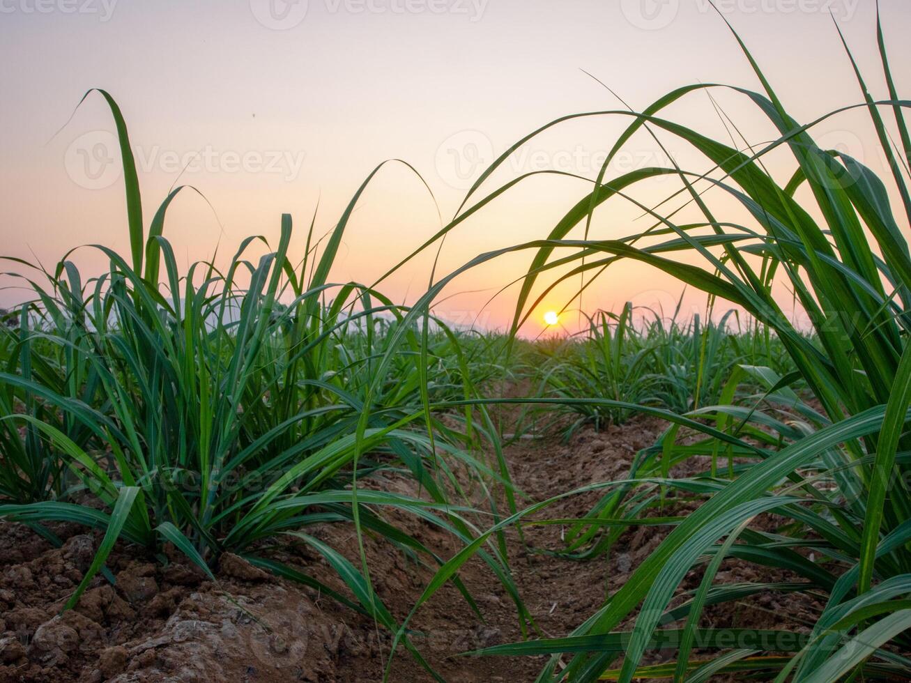 plantaciones de caña de azúcar, la planta agrícola tropical en tailandia foto