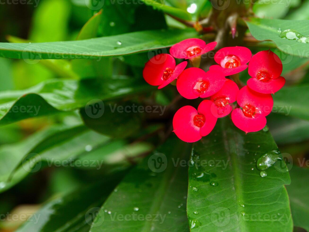 Red flowers bloom in the spring, beautiful red flowers. photo