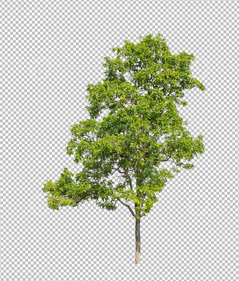 Tree on transparent picture background with clipping path, single tree with clipping path and alpha channel photo