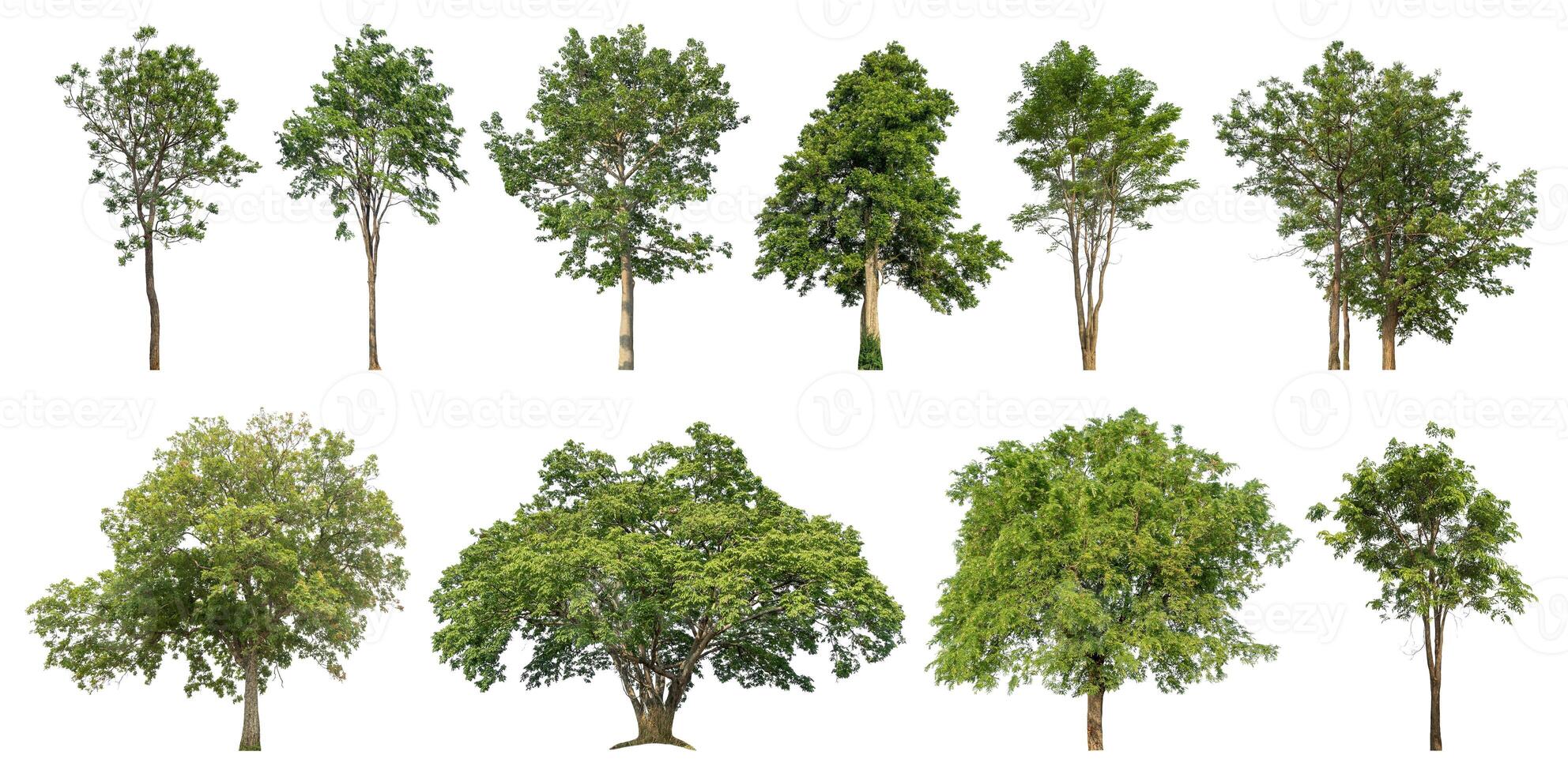 Collection tree cut out from original background and replace with white background for easy to selection. photo