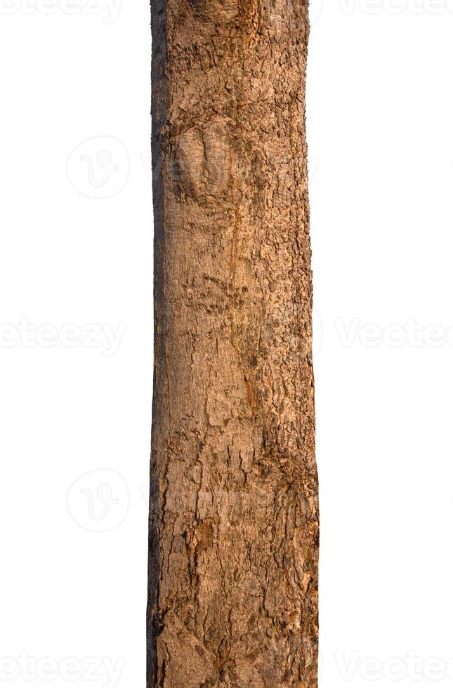 Tree trunk Isolated On White Background photo