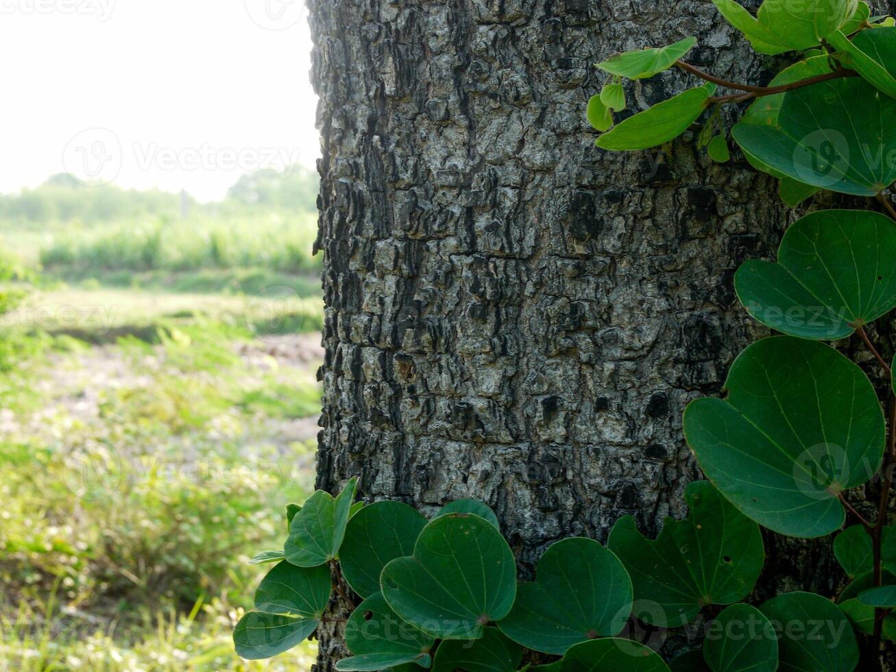 Green ivy leaves climbing on tree in dark woods, tree in spring in Thailand. photo