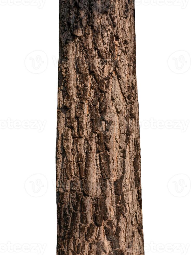 Trunk of a tree Isolated On White Background photo