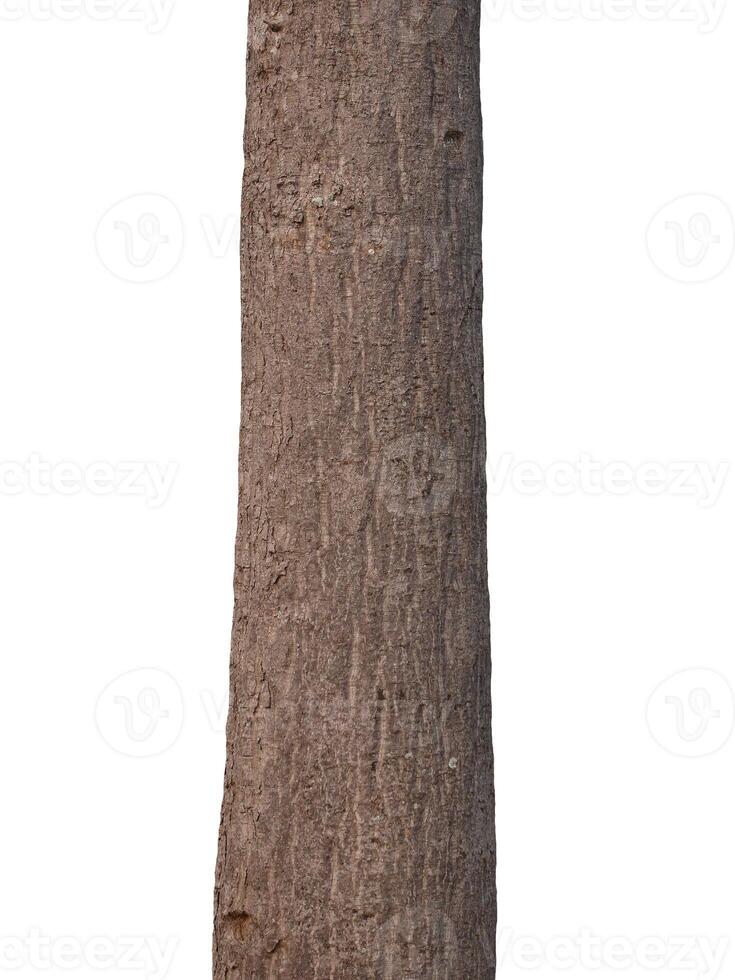 Tree trunk Isolated On White Background photo
