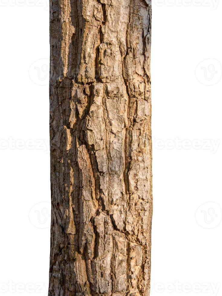 Trunk of a tree Isolated On White Background photo