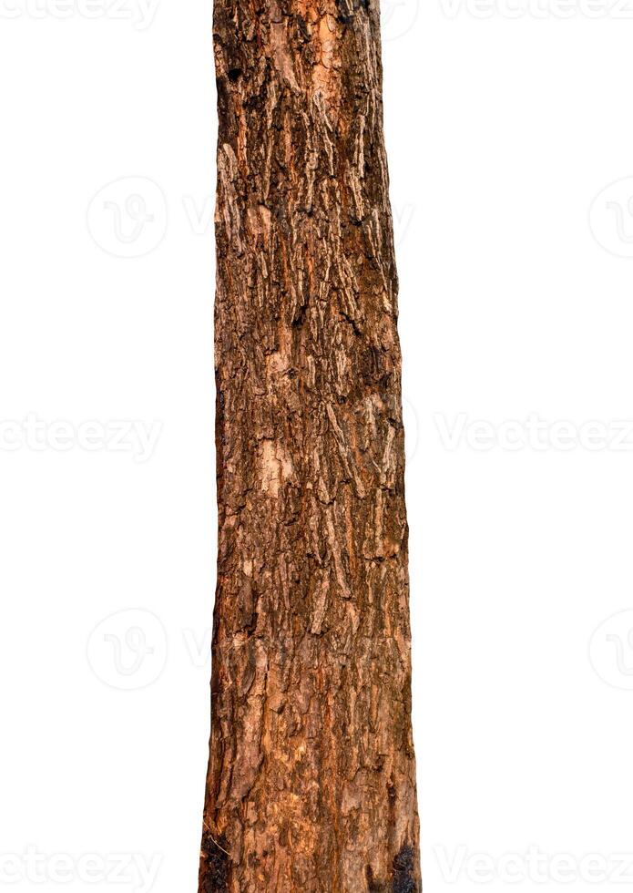 Summer tree trunk on a white background photo