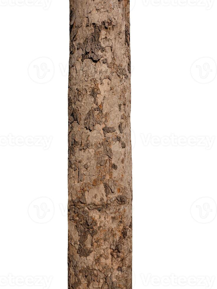 Summer tree trunk on a white background photo